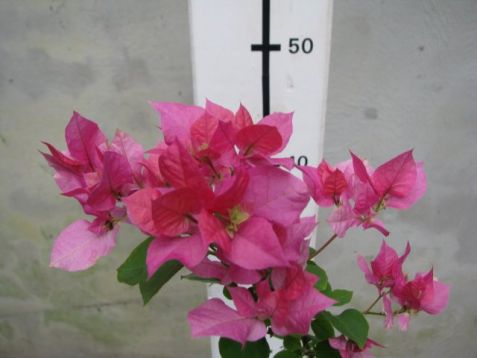 Bougainvillea "bridal bouquet"