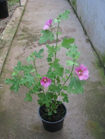 Anisodontea capensis "el princess"