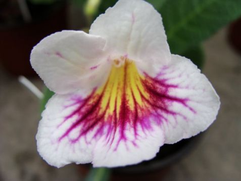 Streptocarpus "awen"
