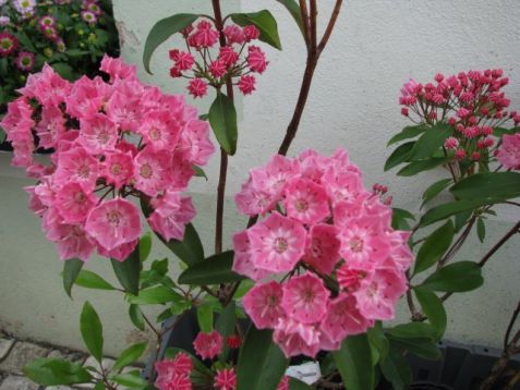 Kalmia latifolia "pink charm" - kalmia