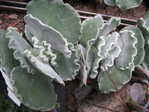 Cotyledon undulata