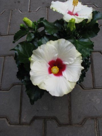 Hibiscus sinensis longlife "boreas white" - ibišek pokojový - 4denní