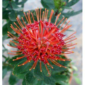 Leucospermum glabrum * tottum "red carnival"