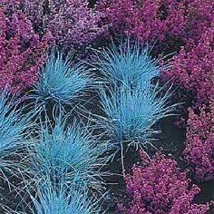 Festuca glauca "glauca" - kostřava sivá