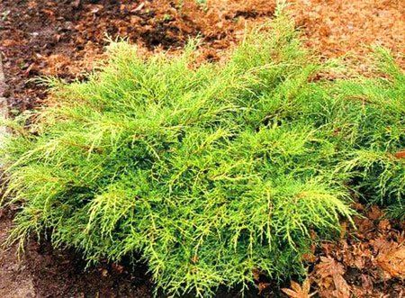 Juniperus media "old gold"