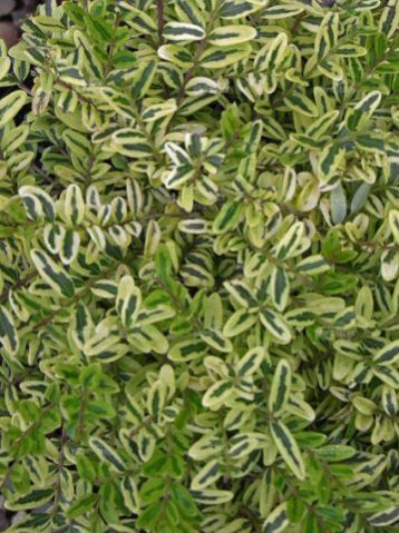 Lonicera nitida "lemon beauty" - zimolez lesklý