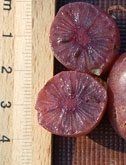Actinidia arguta "purpurna sadowa" - červenoplodé kiwi