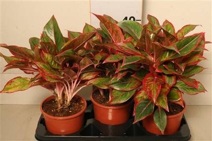 Aglaeonema commutatum "crete" - aglaonema proměnlivá