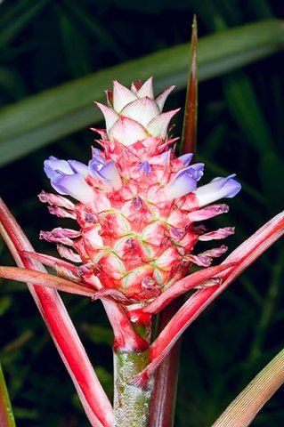 Ananas lucidus