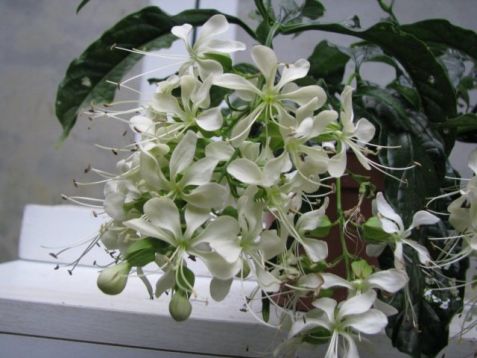 Clerodendron wallisii "prospero" - klerodendron, blahokeř