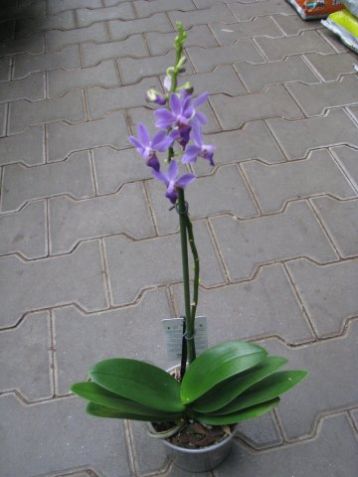 Phalaenopsis doritaneopsis "aposya"- falenopsis fialový