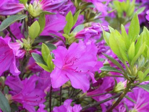Rhododendron obtusum "blue danube"