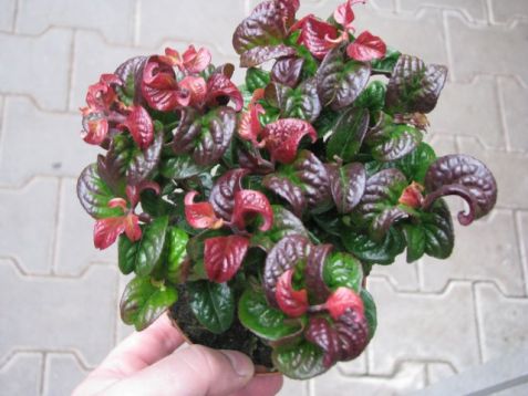 Leucothoe axillaris "curly red"