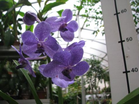 Vanda hybrid, velký květ