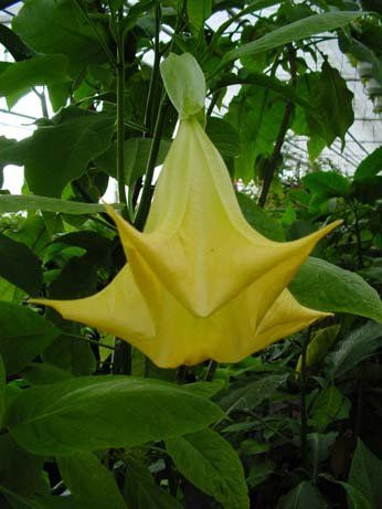 Brugmansia "hybride k" - andělská trumpeta