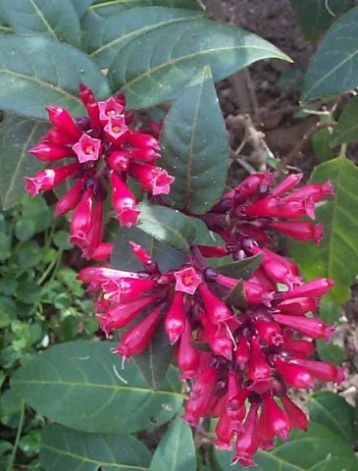 Cestrum fasciculatum "newellii"