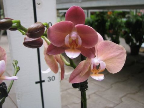Phalaenopsis "hot koffie"