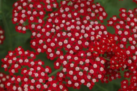 Achillea millefolium "laura"