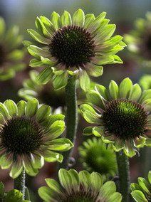 Echinacea purpurea "green envy"