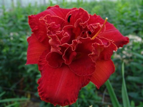 Hemerocallis "mose´s fire" - denivka