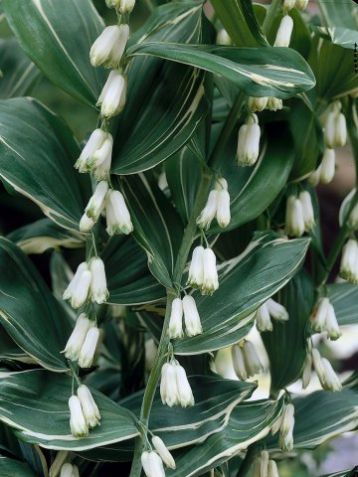 Polygonatum * striatum - kokořík