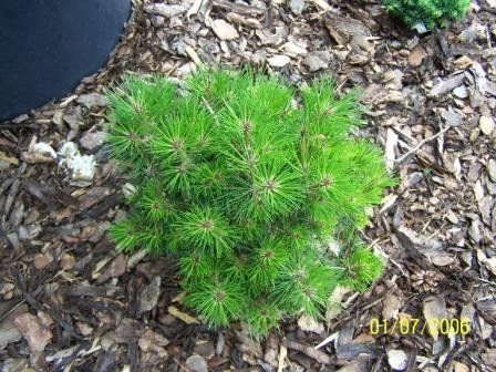 Pinus nigra "bambino"