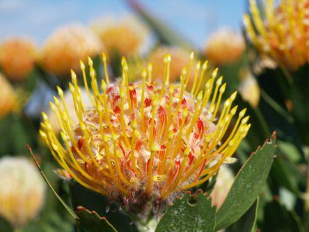 Leucospermum conocarpodendron * glabrum "mardi gras ribbons"