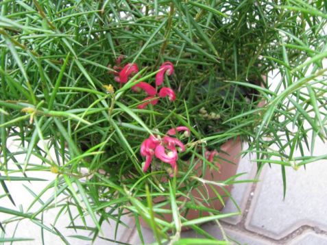 Grevillea juniperina - doubek