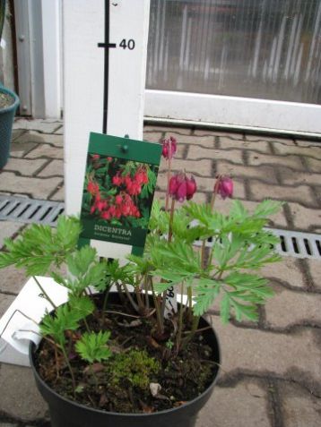 Dicentra "bacchanal"