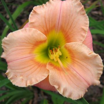 Hemerocallis "elegant candy"