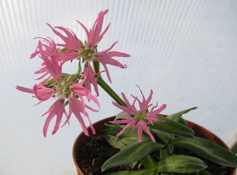 Lychnis flos-cuculi "nana"