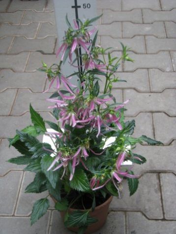 Campanula "pink octopus"