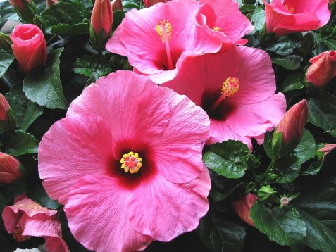 Hibiscus sin. "adonis "