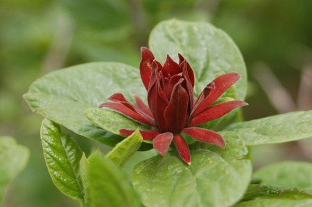 Calycanthus floridus -sazaník květnatý
