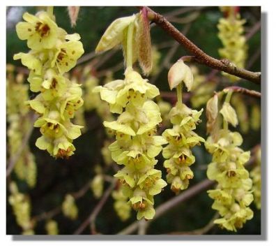 Corylopsis spicata - lískovníček klasnatý