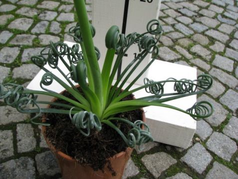 Albuca spiralis "frizzle sizzle"