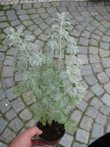 Artemisia - pelyněk