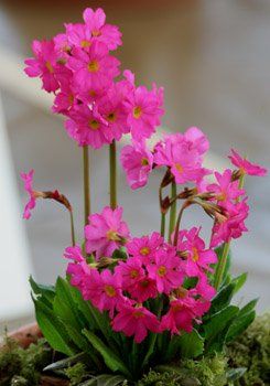 Primula rosea grandiflora