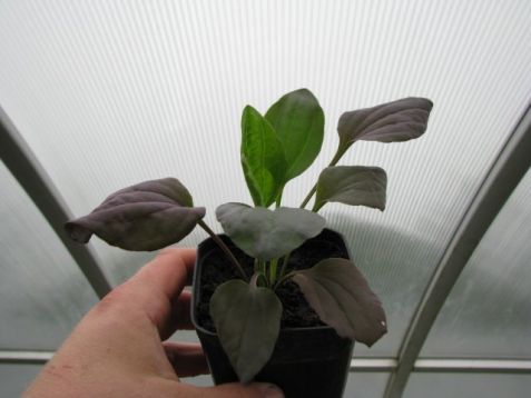 Plantago major purpurea - jitrocel purpurový