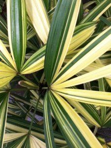 Rhapis excelsa varigeta