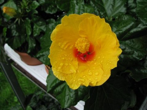 Hibiscus sinensis longlife "daphne" - ibišek pokojový 4denní