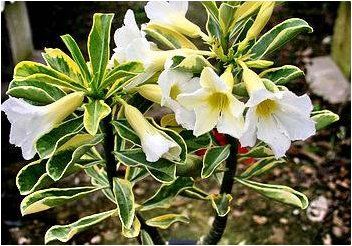 Adenium white with yellow variegated leaves "tropical snow"