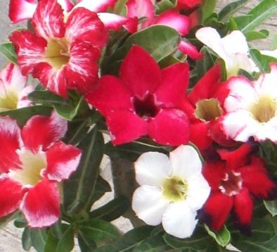Adenium obesum "fancy" - pouštní růže