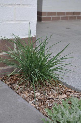 Dianella revoluta "coolvista ™"