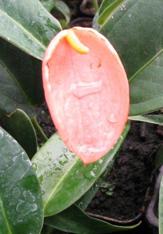 Anthurium mini scherzerianum