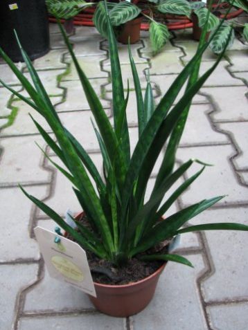 Sansevieria kirkii "friends"