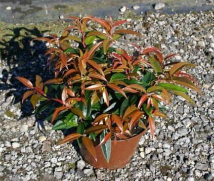 Leucothoe keiskei "royal ruby ​​"