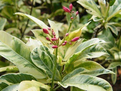 Jatropha intergerrima variegated - jatrofa panašovaná