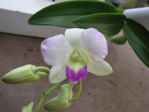 Dendrobium hybrid č.7