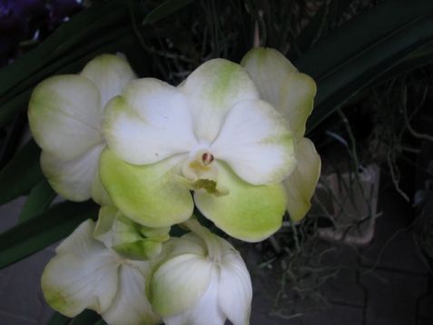 Vanda hybrid č.5